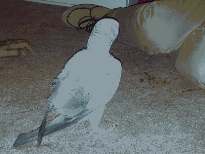 roxy małe.jpg