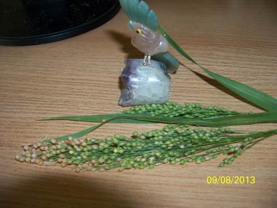 Sorgo.jpg