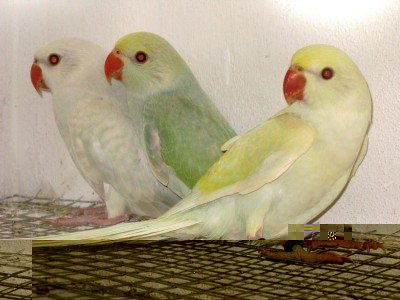 IMG_3438.JPG