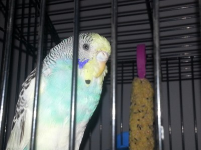 gucio3.jpg