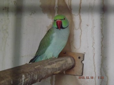 Papugi 011.jpg