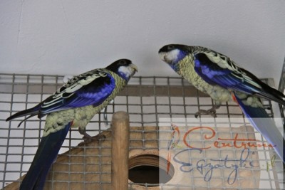 Platycercus venustus (4).JPG