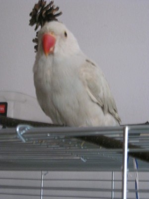 przodek.jpg