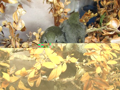 slowik-chinski-leiothrix-lutea 1.jpg