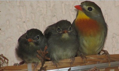 slowik-chinski-leiothrix-lutea.jpg