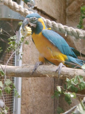 arasza6.JPG