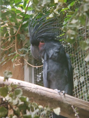 kakadu.JPG