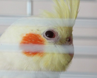 papug2.jpg