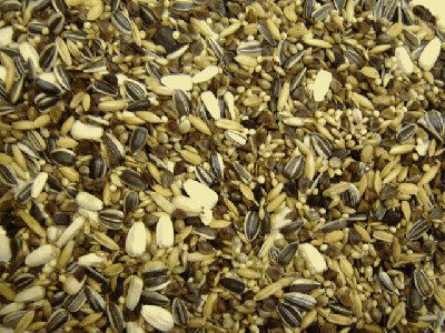 62- Parrots breeding.JPG
