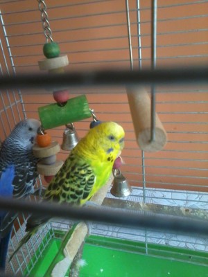 Limonka i Szafirek.jpg