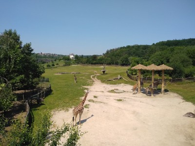 żyrafy.jpg