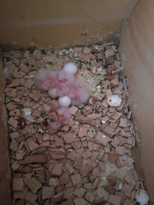 Bourkies.19.2.3.jpg
