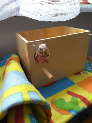 Bourkie19.2.7.B.jpg