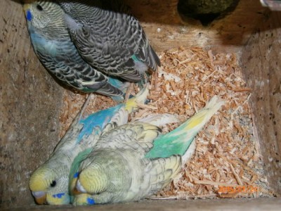 p1240208_133 mlde falkki.jpg