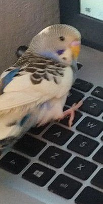 papuga.jpg