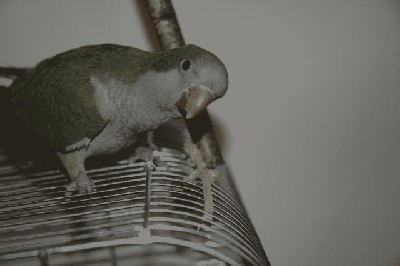Choko 2.jpg