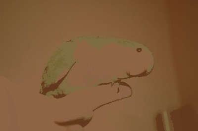 Choko 1.jpg