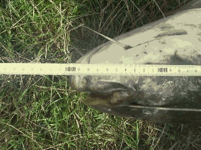 160 CM.JPG