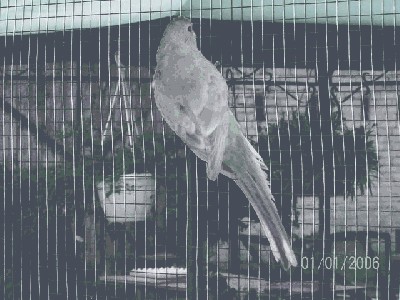 ptaki 015.jpg