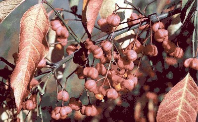 Trzmielina zwyczajna (Euonymus europaeus),.jpg