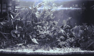 akwa 112.JPG