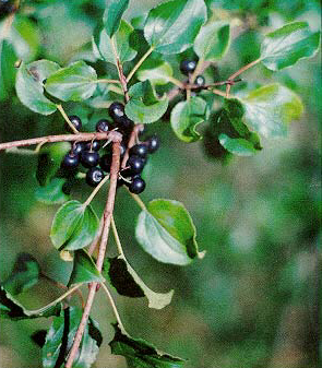 Szakłak pospolity (Rhamnus catharticus L.}.jpg